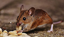 residential-pest-control Experts in Duryea